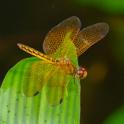 Perithemis electra (Golden Amberwing) male-4.jpg